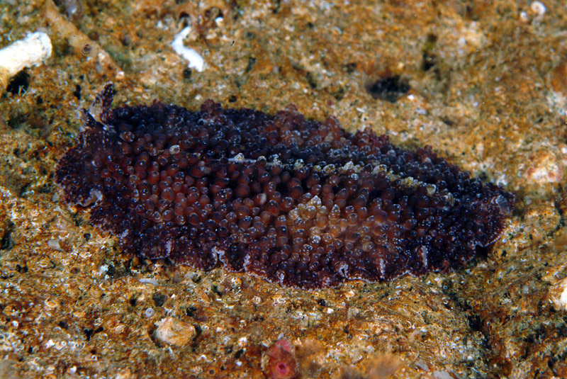 Yungia aurantiaca, Pseudoceros maximus, Thysanoon brochii